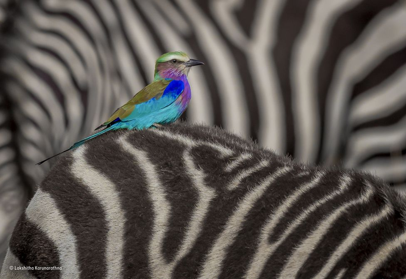 Image: Wildlife Photographer of the Year / Lakshitha Karunarathna